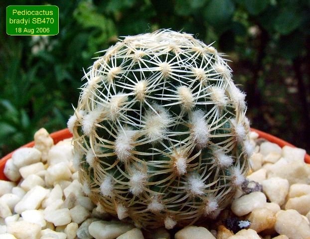 Pediocactus _bradyi _SB470 _07